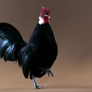 Meet your Posher, Floyd